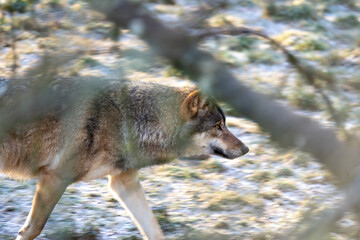 Obraz premium Wandering Wolf Through Forest Under Branches in Soft Light - Wildlife Nature Photograph
