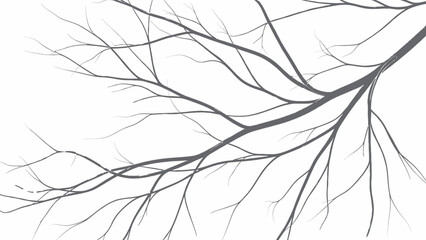 Obraz premium Black Branches Twigs Stems on White Background.