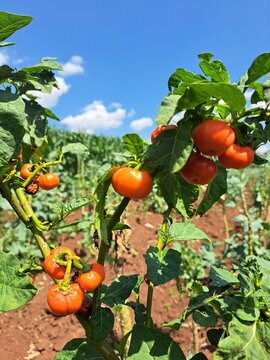 Ripe tomatoes in the farm in rural Africa
