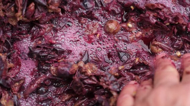 Wine fermentation close up. The winemaker's hand on the surface of fermented grapes. 