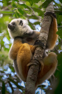 View of the striking golden sifaka lemur clings to a rough tree trunk amidst a lush green canopy, a vibrant scene of wildlife, Falierana, Faritra Alaotra-Mangoro, Madagascar.