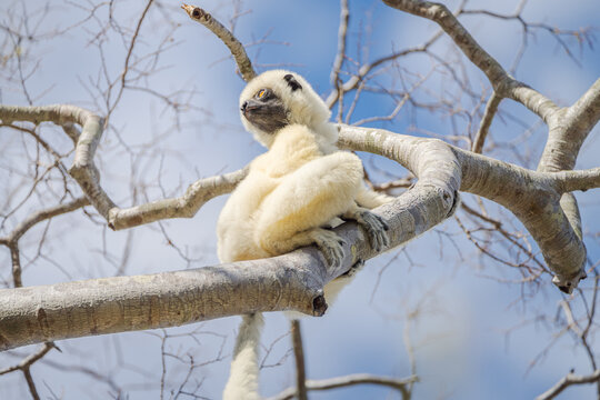 View of a fluffy white Sifaka lemur perched serenely on a branch, its tail dangling down against a backdrop of a bright blue sky, Falierana, Faritra Alaotra-Mangoro, Madagascar.