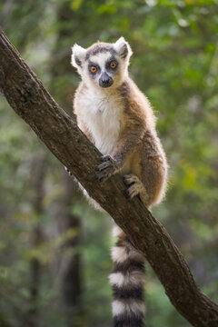 View of a ring-tailed lemur perched on a tree branch, its striped tail hanging down, its eyes piercing the lens in Falierana, Faritra Alaotra-Mangoro, Madagascar.