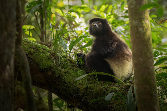 View of a striking Indri lemur perched on a mossy branch in a lush forest, its dark fur contrasting with the bright foliage, Falierana, Faritra Alaotra-Mangoro, Madagascar.
