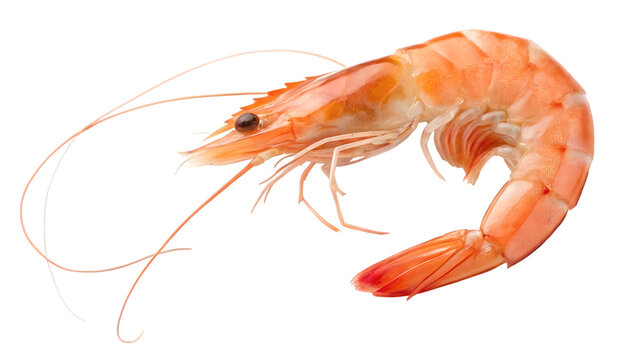 Cooked pink shrimp curved body isolated ingredient ready for gourmet seafood culinary preparation on transparent background
