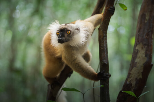 View of a white-collared brown lemur clinging to a tree trunk in a verdant forest, its bright eyes contrasting against the dark bark, Falierana, Faritra Alaotra-Mangoro, Madagascar.