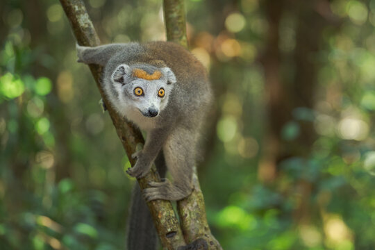 View of a regal crowned lemur with striking yellow eyes and soft grey fur clings to a mossy branch amidst the vibrant green foliage, Falierana, Faritra Alaotra-Mangoro, Madagascar.