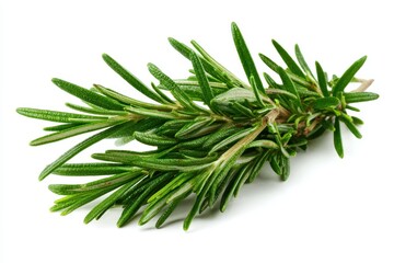 rosemary against a white backdrop