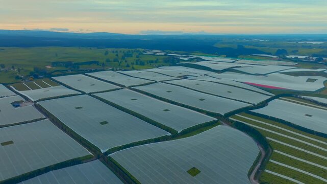 Drone Over an orchard with frost covering in new Zealand. Kiwi fruit and grape vines. Industry and workers busy themselves amongst the fruit.