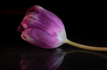 Purple Tulip
