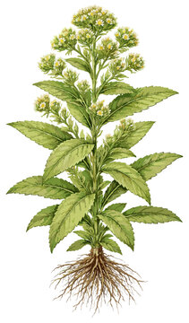 Blumea balsamifera illustration art