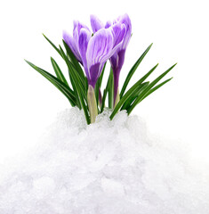Purple crocus flowers growing through snow isolated on white background