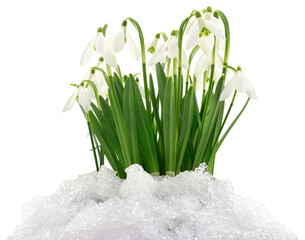 Spring snowdrops blooming in snow isolated on white background