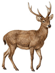 Obraz premium Cervus timorensis illustration art