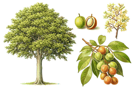 Schleichera oleosa illustration art