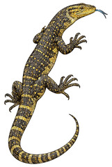 Fototapeta premium Varanus indicus illustration art