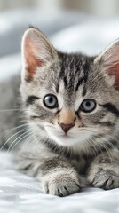 baby kitten gentle pose, modern lifestyle background, banner safe