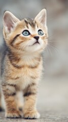 Obraz premium baby kitten gentle pose, modern lifestyle background, banner safe