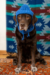 Labrador Retriever Dog in blue hat and scarf sits on floor with a sad face against colored background. animals are like people, taking care pet. purebred domestic animal clothing. High quality photo