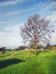 Fototapeta premium Lone Tree in Green Field Under Clear Blue Sky – Peaceful Rural Landscape