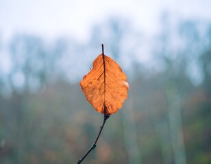Close-up of a thin branch holding 661993 rS9 object in a natural environment