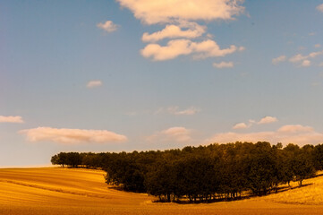Fototapeta premium Golden farmland with trees under blue sky and soft clouds