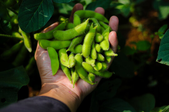 Close-up of a farmer&rsquo;s gloved hand holding freshly harvested green edamame (soybean) pods over dark soil, Highlights agriculture, fresh produce, manual harvesting, and organic farming