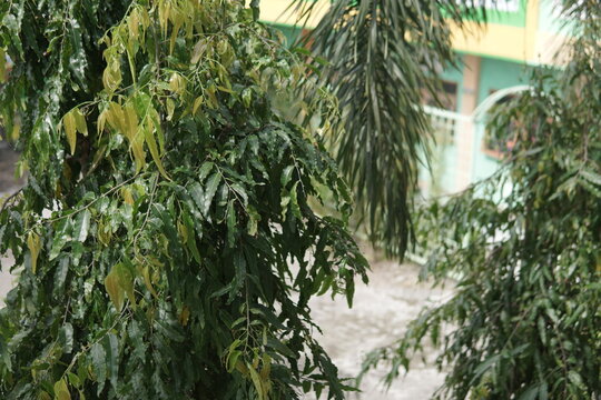 Lush green Ashoka tree leaves growing densely in a garden with a soft blurred building background.