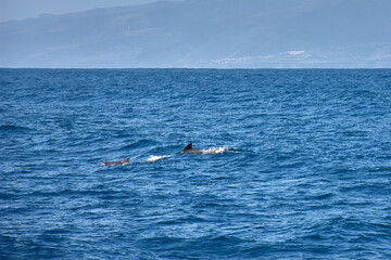 Fototapeta premium Pilot whales sighting in the wild in the channel between Tenerife and La Gomera during a tourist excursion.