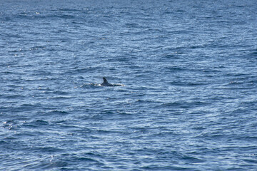 Fototapeta premium Pilot whales sighting in the wild in the channel between Tenerife and La Gomera during a tourist excursion.
