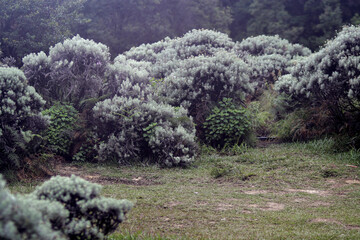 Silvery-green Anaphalis javanica (Javanese Edelweiss) shrub with narrow woolly leaves and small...