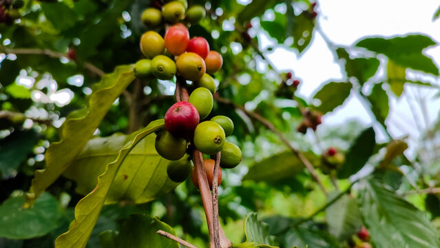 Detailed macro view of coffee cherries growing on a branch, showing unripe green cherries alongside a single ripening red cherry. Coffee maturation process, agriculture, farming, and botanical themes