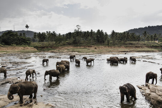 View of elephants gathering and bathing in the shallow river under the cloudy sky, a serene landscape in Sigiriya, Central Province, Sri Lanka.