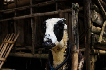 Obraz premium White sheep with thick wool stands tethered to a bamboo pole. Traditional livestock preparation for Qurban during Eid al-Adha, highlighting rural life, animal husbandry, and Islamic cultural practices