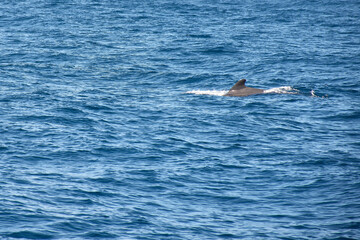 Pilot whales sighting in the wild in the channel between Tenerife and La Gomera during a tourist excursion.