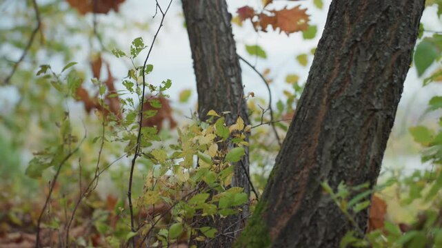 autumn forest closeup showing tree trunks, soft moss at base, brown leaves drifting, delicate saplings and twigs, shallow depth of field creating cinematic bokeh, overcast light, damp earthy tones,