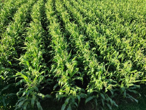 Wide high-angle view of a maize plantation with rows of healthy green corn plants and developing tassels. Represents agriculture, crop growth, sustainable farming, and food production.