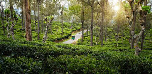 Scenic Panoramic view of road through highland tea plantations of Sri Lanka sunset.