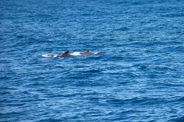 Fototapeta premium Pilot whales sighting in the wild in the channel between Tenerife and La Gomera during a tourist excursion.