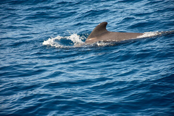 Fototapeta premium Pilot whales sighting in the wild in the channel between Tenerife and La Gomera during a tourist excursion.