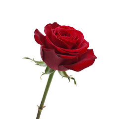 Fototapeta premium red rose flower with green stem and leaves isolated on transparent background 