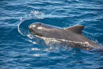 Pilot whales sighting in the wild in the channel between Tenerife and La Gomera during a tourist excursion. © Uvamenfoto