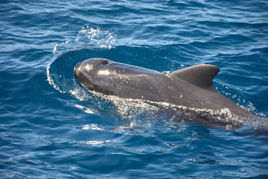 Pilot whales sighting in the wild in the channel between Tenerife and La Gomera during a tourist excursion.