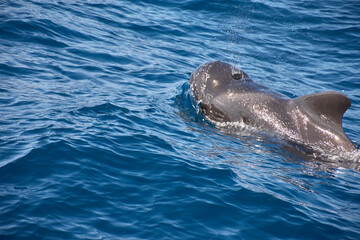 Fototapeta premium Pilot whales sighting in the wild in the channel between Tenerife and La Gomera during a tourist excursion.