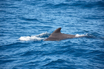 Fototapeta premium Pilot whales sighting in the wild in the channel between Tenerife and La Gomera during a tourist excursion.