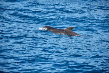 Fototapeta premium Pilot whales sighting in the wild in the channel between Tenerife and La Gomera during a tourist excursion.