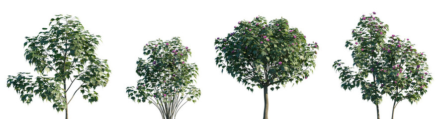 Set of Hibiscus mutabilis (the Confederate rose, Dixie rosemallow, cotton rose or cotton rosemallow) blossoming frontal street trees isolated png on a transparent background perfectly cutout © Viktoria
