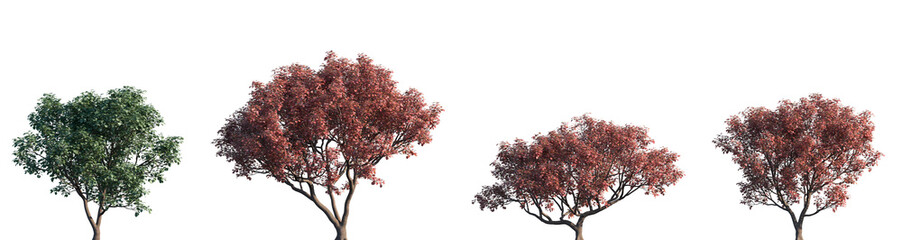 Set of autumn and summer Cotinus coggygria (the European smoketree, smoke tree, smoke bush) frontal street trees isolated png in sunny daylight on a transparent background perfectly cutout © Viktoria