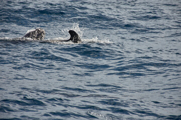 Fototapeta premium Pilot whales sighting in the wild in the channel between Tenerife and La Gomera during a tourist excursion.