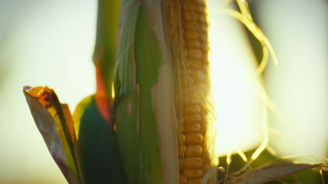 In a sun-kissed cornfield, ripe yellow corn kernels glisten on the cob, surrounded by lush green stalks, under a warm autumn evening sunset in a rural countryside plot